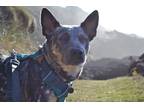 Adopt Clover a Gray/Blue/Silver/Salt & Pepper Australian Cattle Dog / Blue