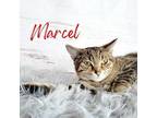 Adopt Marcel a Brown Tabby Domestic Shorthair (short coat) cat in Greensburg