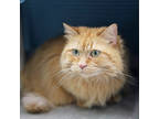 Adopt Bolita a Orange or Red Domestic Longhair / Domestic Shorthair / Mixed cat