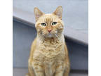 Adopt Maca a Orange or Red Domestic Shorthair / Domestic Shorthair / Mixed cat