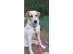 Adopt Boomer a White - with Black Australian Cattle Dog / Great Pyrenees / Mixed