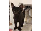 Adopt Big Frank a All Black Domestic Shorthair (short coat) cat in Chicago