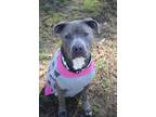 Adopt Penny a Gray/Blue/Silver/Salt & Pepper Mixed Breed (Large) / Mixed dog in