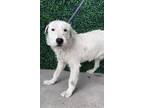 Adopt 55284894 a White Border Terrier / Mixed dog in El Paso, TX (40794455)