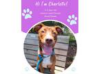Adopt Charlotte a Brown/Chocolate Mixed Breed (Medium) / Mixed dog in Savannah