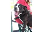 Adopt O'HENDRY a Black Mixed Breed (Large) / Mixed dog in Fernandina Beach