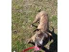 Adopt Xander a Hound (Unknown Type) / Mixed dog in Batesville, AR (39832690)