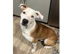 Adopt Cash a White - with Brown or Chocolate American Pit Bull Terrier /