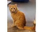 Adopt Butterscotch a Orange or Red Domestic Longhair / Mixed (long coat) cat in