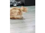 Adopt Miranda a Orange or Red Persian (long coat) cat in Fork Union