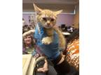 Adopt Garfeild a Orange or Red Domestic Mediumhair / Mixed cat in El Paso