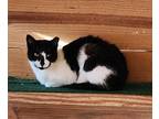 Adopt Falcon a Black & White or Tuxedo Domestic Shorthair (short coat) cat in