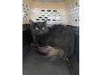 Adopt 55260414 a All Black Domestic Mediumhair / Mixed cat in El Paso