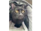 Adopt 55260412 a All Black Domestic Shorthair / Mixed cat in El Paso