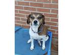 Adopt Lucy Lu a Tricolor (Tan/Brown & Black & White) Beagle / Mixed dog in