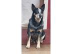 Adopt Dixie a Merle Australian Cattle Dog / Mixed dog in Abbeville