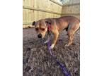 Adopt Paws - IN FOSTER a Tan/Yellow/Fawn Mixed Breed (Small) / Mixed Breed