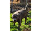 Adopt Drew a Gray/Blue/Silver/Salt & Pepper Pit Bull Terrier / Mixed dog in