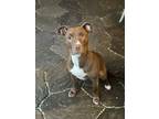 Adopt Fiona a Tan/Yellow/Fawn American Pit Bull Terrier / Mixed dog in New