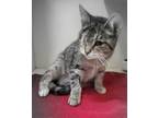 Adopt Dancer a Brown Tabby Domestic Shorthair / Mixed Breed (Medium) / Mixed