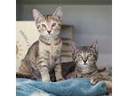 Adopt Melonie a Gray or Blue Domestic Shorthair / Domestic Shorthair / Mixed cat