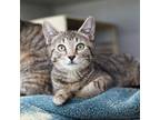 Adopt Melvin a Gray or Blue Domestic Shorthair / Domestic Shorthair / Mixed cat