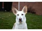 Adopt Hera a White German Shepherd Dog / Mixed dog in Hoffman Estates