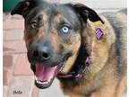 Adopt Bella a German Shepherd Dog / Labrador Retriever / Mixed dog in Oklahoma