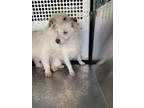 Adopt Popcorn a Tan/Yellow/Fawn Terrier (Unknown Type, Small) / Mixed dog in