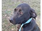 Adopt Roxy a Black - with White Labrador Retriever / Mixed dog in Abbeville