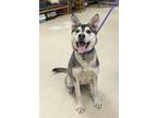 Adopt Meena a Merle Husky / Australian Cattle Dog / Mixed (short coat) dog in