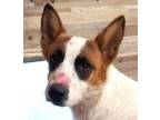 Adopt Neo (CP) - Foster or Adopt Me! a Cattle Dog / Mixed dog in Lake Forest