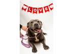 Adopt Wiggles a Gray/Blue/Silver/Salt & Pepper American Staffordshire Terrier /