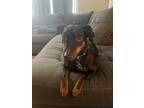 Adopt Rocky a Black - with Tan, Yellow or Fawn Miniature Pinscher / Mixed dog in