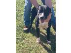Adopt Ash a Labrador Retriever / Mixed dog in Sylvania, GA (40791547)