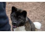 Adopt Pina a Black - with White Akita / Mixed dog in Toms River, NJ (40790546)