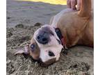Adopt 2308-1649 Duke a Pit Bull Terrier / Mixed dog in Virginia Beach