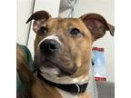 Adopt Billie a Red/Golden/Orange/Chestnut American Pit Bull Terrier / Mixed dog