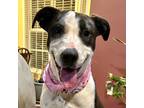 Adopt Quinn a White - with Black Terrier (Unknown Type, Medium) dog in