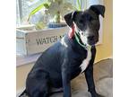 Adopt Ezra a Black - with White Terrier (Unknown Type, Medium) dog in