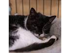 Adopt Nonna a Spotted Tabby/Leopard Spotted Domestic Shorthair / Mixed cat in