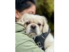 Adopt Walter a White Pekingese / Mixed dog in PHOENIX, AZ (40699696)