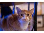 Adopt Jack-A-Roe a Spotted Tabby/Leopard Spotted Domestic Shorthair / Mixed cat