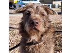 Adopt Caesar a Red/Golden/Orange/Chestnut Irish Terrier / Irish Wolfhound /