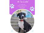 Adopt Leila a Black Mixed Breed (Medium) / Mixed dog in Savannah, GA (39789773)