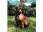 Adopt True a Brown/Chocolate Labrador Retriever / Mixed Breed (Medium) / Mixed