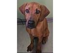Adopt Lumpy a Red/Golden/Orange/Chestnut Redbone Coonhound / Mixed dog in Port
