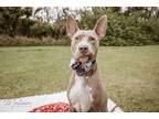 Adopt Emma Maeve a Tan/Yellow/Fawn Weimaraner / Bull Terrier dog in Orlando