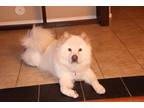 Adopt Baymax a White Chow Chow / Mixed dog in Gilbert, AZ (40789862)