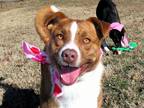 Adopt Luke a Red/Golden/Orange/Chestnut - with White Australian Cattle Dog /